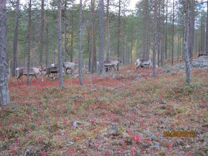 Rénszavasok vonulása Lappföld